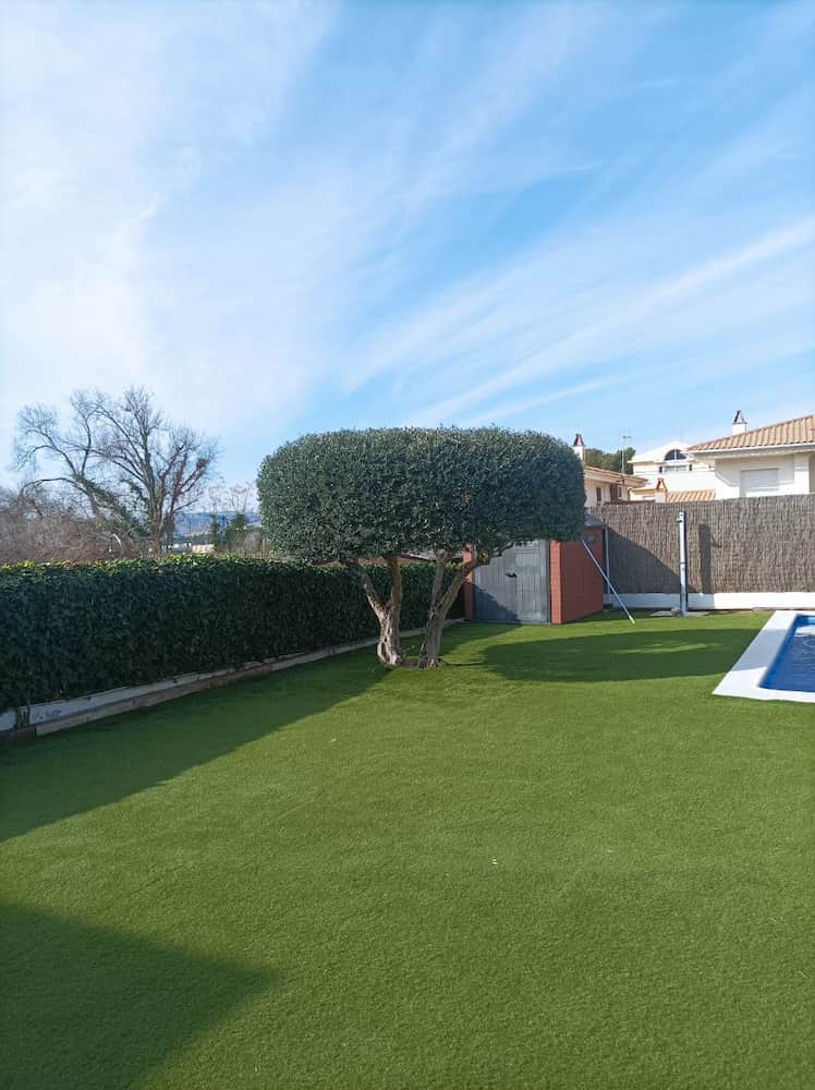 Jardinería La Mediterrània - Olivera