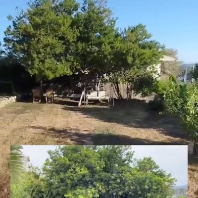 🌿 Tens el jardí com una selva i el vols arreglar?
👉 Contactan’s i et donem la solució!

#jardineria #jardines #jardinero #posadaapunt #serveisjardineria